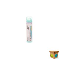 RUTA GRAVEOLENS 7CH GR 4G BOIRON