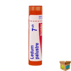 LEDUM PALUSTRE 7CH GR 4G BOIRON