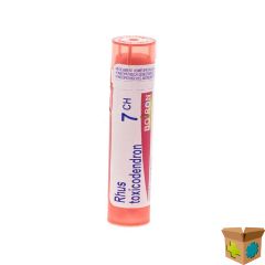 RHUS TOXICODENDRON 7CH GR 4G BOIRON