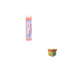 THUYA OCCIDENTALIS 7CH GR 4G BOIRON