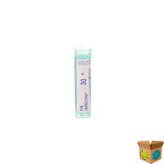 IRIS VERSICOLOR 30K GR 4G BOIRON