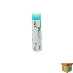 RHUS TOXICODENDRON XMK GL BOIRON